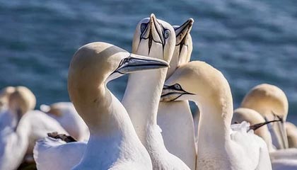 爱游戏体育app网页版下载-李钦诚在“湾区杯”象棋大棋士赛中表现抢眼