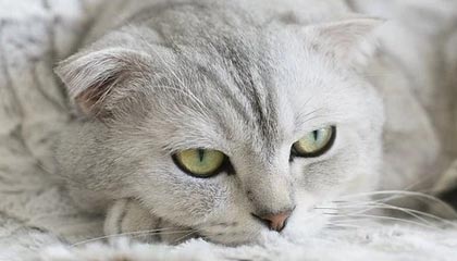 爱游戏体育app网页版下载-李钦诚在“湾区杯”象棋大棋士赛中表现抢眼