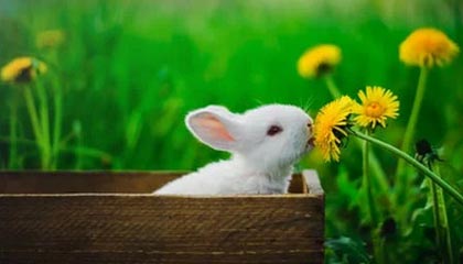 爱游戏体育app网页版下载-李钦诚在“湾区杯”象棋大棋士赛中表现抢眼